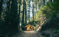 empty house in the middle of tall trees